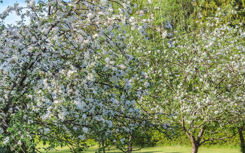 Vanhakylä Gård Väentupa: Afdeling, Forår, Have, Eng, Kvist, Parkere, Lawn, Blossom, Plantation, Rose Family