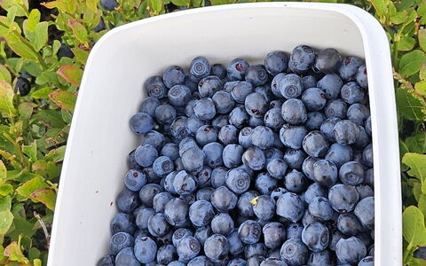 Fridel - 400M from the Sea: Fremstille, Mad, Frugt, Naturlige Fødevarer, Ingrediens, Superfood
