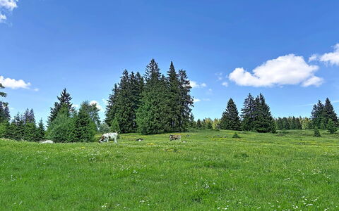 Sonne: Himmel, Træ, Græs, Naturligt Miljø, Grøn, Græs-, Naturlige Landskab, Pasture, Sky