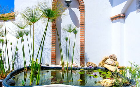Lotus: Vegetationen, Have, Water Feature, Blomsterkrukke, Dam, Stueplante, Botanisk Have