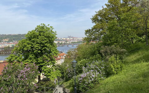 Senovazne: Træ, Natur, Vegetationen, Busk, Forår, Have, Walkway, Landscaping