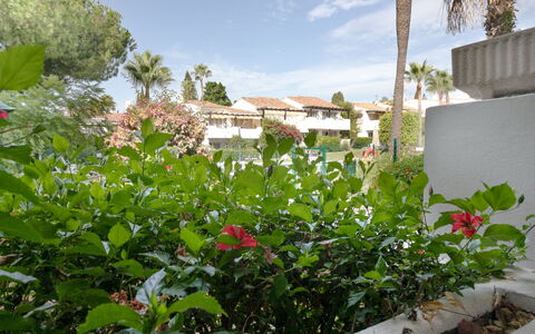 Ca Maestral: Blomst, Busk, Have, Blomstrende Plante, Landscaping, Backyard