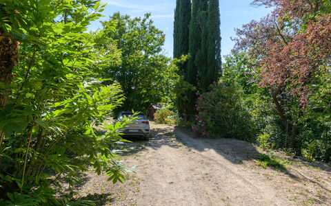 Cuculo: Blad, Vegetationen, Busk, Sti, Have, Vedplante, Evergreen, Landscaping
