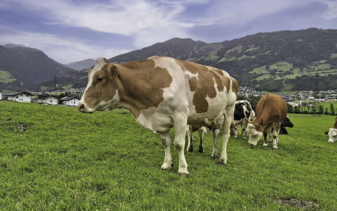 Holzegger: Græs, Bjergrige Landskabsformer, Pasture, Græs-, Bakke, Highland, Bjerg, Landskab