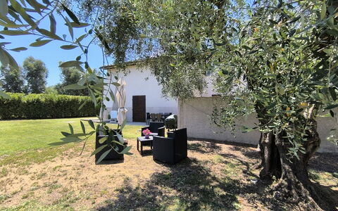 Scarlino 35: Skygge, Have, Lawn, Bagagerum, Vedplante, Backyard, Gård, Landscaping, Parkere, Hacienda