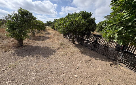 Villa Cigno Reale: Landskab, Jord, Plantesamfund, Almindeligt, Landdistrikt, Vedplante, Plantation, Shrubland, Sti