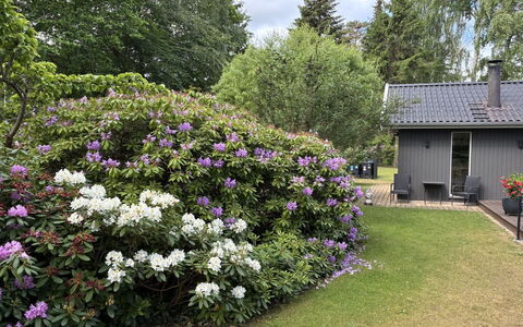Floria - 500M from the Sea: Blomst, Busk, Have, Bunddække, Purple, Blomstrende Plante, Forår, Landscaping, Botanisk Have