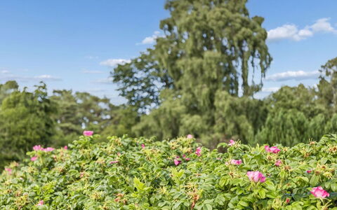 Eerika - 1Km from the Sea: Blomst, Grøn, Busk, Kronblad, Lyserød, Have, Bunddække, Blomstrende Plante, Forår, Rose Family