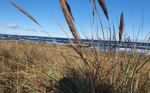 Gundula - 1.3Km from the Sea: Prærie, Urteagtig Plante, Steppe, Shrubland