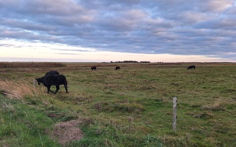 Gundula - 1.3Km from the Sea: Himmel, Sky, Naturligt Miljø, Græs-, Økoregion, Pasture, Almindeligt, Prærie, Græsning