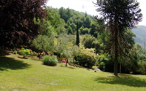 Robilant: Busk, Have, Botanisk Have, Parkere, Landscaping, Evergreen, Pine Family, Udendørs Bench