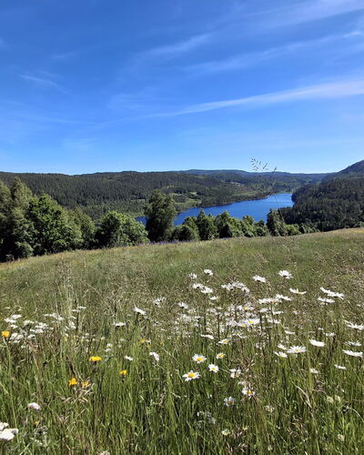 Hellebu: Grøn, Naturligt Miljø, Natur, Græs-, Naturlige Landskab, Vegetationen, Økoregion, Bakke, Landskab