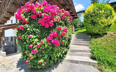 Ferienhaus Dinkl: Blomst, Kronblad, Busk, Have, Lyserød, Blomstrende Plante, Forår, Rose Family