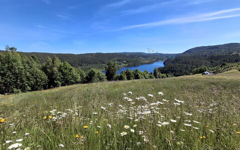 Bjørnbu: Grøn, Naturligt Miljø, Natur, Græs-, Naturlige Landskab, Vegetationen, Økoregion, Bakke, Landskab