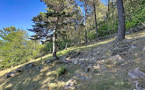 La Bergerie de Portes: Træ, Blad, Vegetationen, Ødemark, Plantesamfund, Skov, Geologi, Naturreservat, Lærk