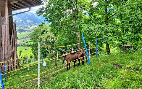 Brandnerhof: Landskab, Hegn, Landdistrikt, Pasture, Hill Station, Bjergkæde, Mark, Eng, Ranch