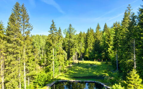 Valera Vita Forest: Grøn, Naturlige Landskab, Have, Skov, Landscaping, Lærk, Dam, Evergreen, Botanisk Have