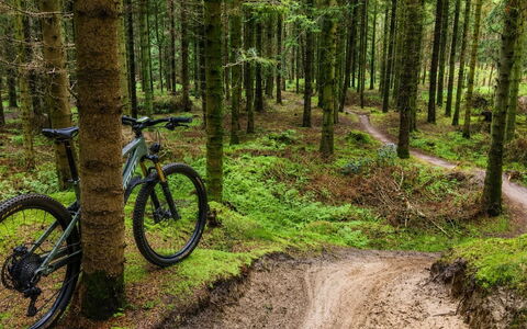 Henri - 700M from the Sea: Cykel, Cykelhjul, Mountainbike, Skov