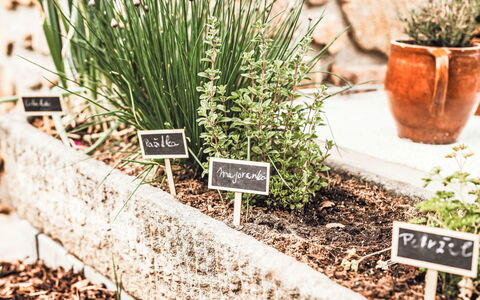 U Šenkýře Mikeše: Have, Urt, Blomsterkrukke, Stueplante