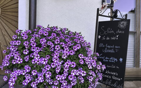 Des Kaisers Kleines Reich: Blomst, Blomsterkrukke, Lyserød, Bunddække, Blomstrende Plante, Have, Stueplante, Blomsterhandlere, Urteagtig Plante