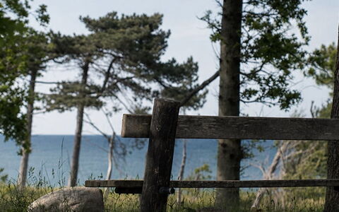 Bine - 200M from the Sea: Træ, Naturlige Landskab, Hegn, Coastal Og Oceaniske Landskabsformer, Bagagerum, Kyst, Hav, Ocean, Kyst