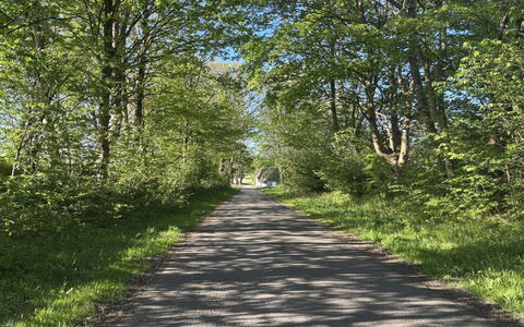 Thilo - 39Km from the Sea: Blad, Grøn, Afdeling, Græs, Træ, Natur, Vejbelægning, Vej, Naturlige Landskab, Vegetationen