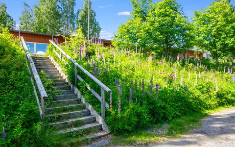Heinävesi Homes D5: Grøn, Vegetationen, Busk, Plantesamfund, Have, Forår, Wildflower, Landscaping, Botanisk Have, Walkway