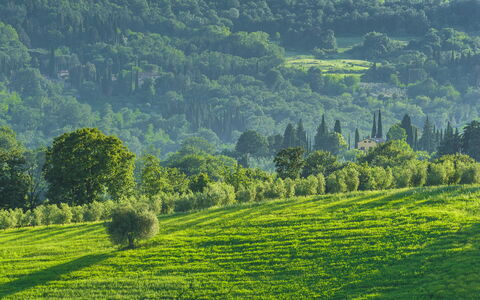 Podere Gragnano 12: Grøn, Bjergrige Landskabsformer, Træ, Græs, Naturligt Miljø, Natur, Naturlige Landskab, Bakke, Vegetationen, Græs-