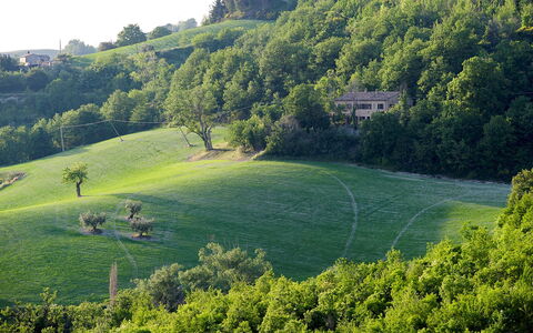 Casa Melograno 11+2: Grøn, Græs, Træ, Naturligt Miljø, Natur, Vegetationen, Naturlige Landskab, Græs-, Landskab, Almindeligt