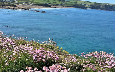 Sea Thrift at Widemouth Bay: Blomst, Krop Af Vand, Kyst, Coastal Og Oceaniske Landskabsformer, Hav, Strand, Ocean, Plantesamfund, Kyst