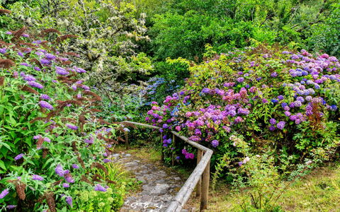 Millook Water: Blomst, Busk, Have, Plantesamfund, Bunddække, Purple, Lyserød, Forår, Blomstrende Plante, Botanisk Have