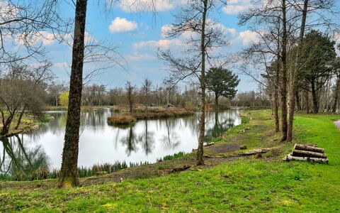 Pine Forest Lodge: Vand, Vandressourcer, Krop Af Vand, Træ, Natur, Naturligt Miljø, Naturlige Landskab, Grøn, Afdeling, Bank