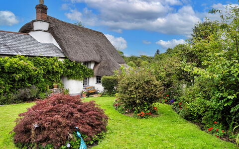Okehampton 619: Græs, Tækning, Vegetationen, Busk, Sommerhus, Tag, Have, Plantesamfund, Bunddække