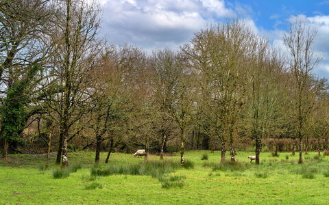 Oak Leaf Cottage: Græs, Træ, Naturligt Miljø, Græs-, Naturlige Landskab, Almindeligt, Pasture, Økoregion, Land Lot, Eng