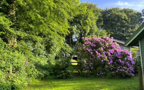 Brockwood: Blomst, Blad, Vegetationen, Busk, Have, Lyserød, Plantesamfund, Bunddække, Forår, Purple