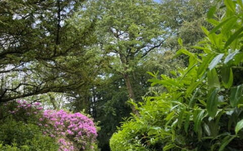 Brockwood: Blad, Grøn, Natur, Vegetationen, Afdeling, Busk, Have, Plantesamfund, Bunddække, Sti