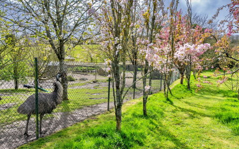 Trimstone Manor - Granary Cottage: Græs, Træ, Afdeling, Natur, Blad, Busk, Græs-, Have, Forår