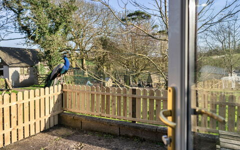 Trimstone Manor - Lee, Studio Apartment: Hegn, Have, Home Fencing, Backyard