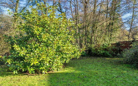 Mill Cottage, Great Houndbeare Farm: Blad, Vegetationen, Busk, Plantesamfund, Bunddække, Have, Vedplante, Botanisk Have