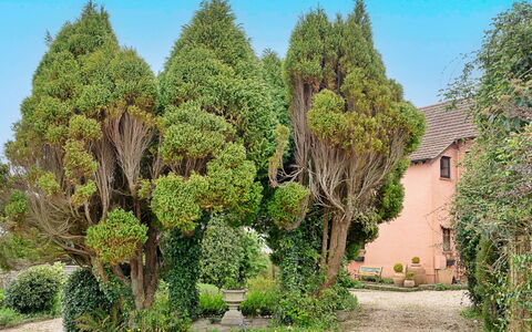 Heselwood: Busk, Have, Vedplante, Landscaping, Evergreen, Botanisk Have, Backyard