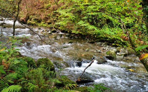Y Cwtch: Vandressourcer, Vand, Krop Af Vand, Blad, Vandløb, Natur, Strøm, Grøn, Naturligt Miljø, Naturlige Landskab