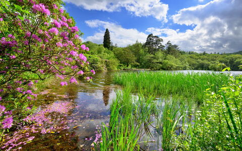 Tafarn Trip: Grøn, Blomst, Natur, Vegetationen, Naturlige Landskab, Busk, Sommer, Have, Vandløb