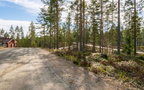 Koli Country Club D 14: Træ, Natur, Afdeling, Naturlige Landskab, Skov, Ødemark, Woodland, Sti, Lund