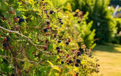 Jennys Pärla: Grøn, Have, Frugt, Fremstille, Botanisk Have, Plantation