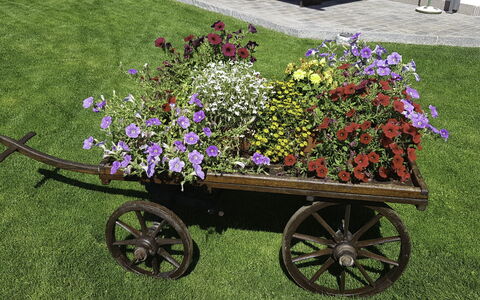 Hopfgarten im Brixental 696: Blomst, Hjul, Have, Kronblad, Lyserød, Blomsterhandlere
