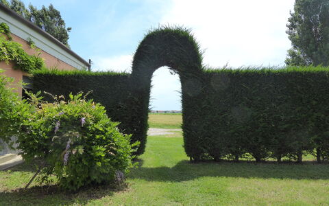 Ca' Rustica: Busk, Hæk, Have, Landscaping, Lawn, Evergreen, Plantation