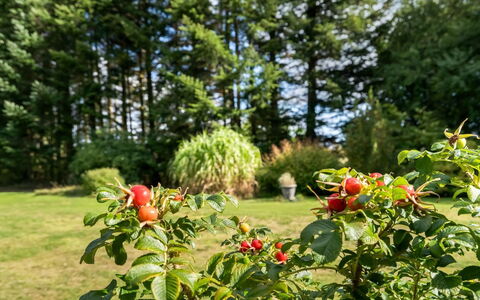 Fritzy - 1.5Km from the Sea: Frugt, Fremstille, Mad, Naturlige Fødevarer, Rose Family, Plantation