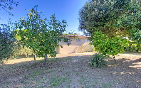 Linaglia: Blad, Have, Vedplante, Skygge, Lawn, Landscaping, Gård, Backyard, Jord