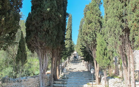 Sa Serra: Træ, Bagagerum, Vedplante, Walkway, Evergreen, Sti, Pine Family