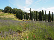Cornocchio
